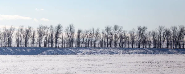 Bäume im Freien im Winter — Stockfoto