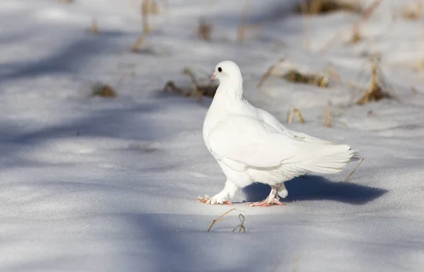 Weiße Taube im Schnee im Winter — Stockfoto