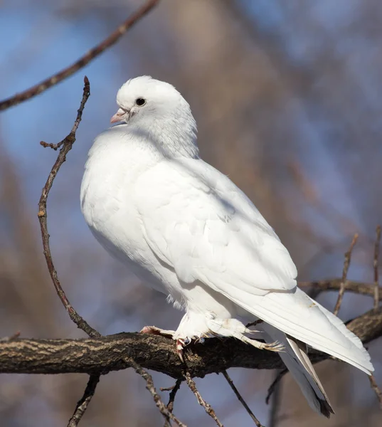 自然の中の木の上を飛ぶ白い鳩 — ストック写真
