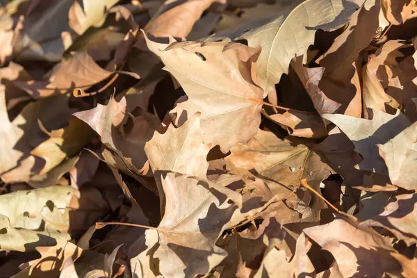 Folhas de outono no chão — Fotografia de Stock