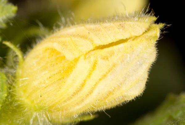 Flor de pepino en la naturaleza. macro —  Fotos de Stock