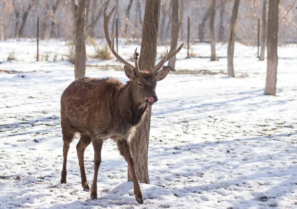 冬の公園の鹿は — ストック写真