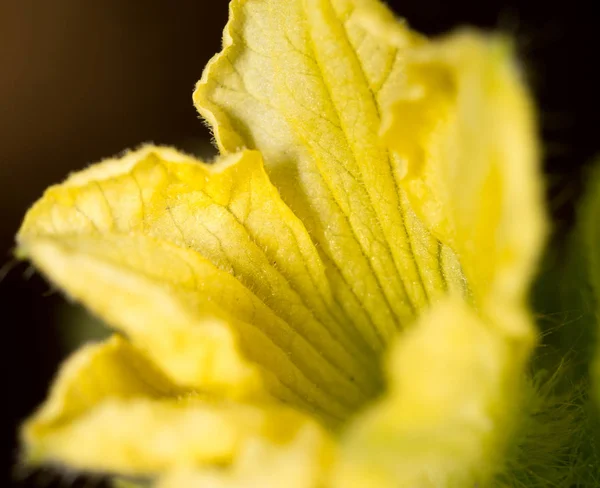 Fleur de concombre dans la nature. macro — Photo