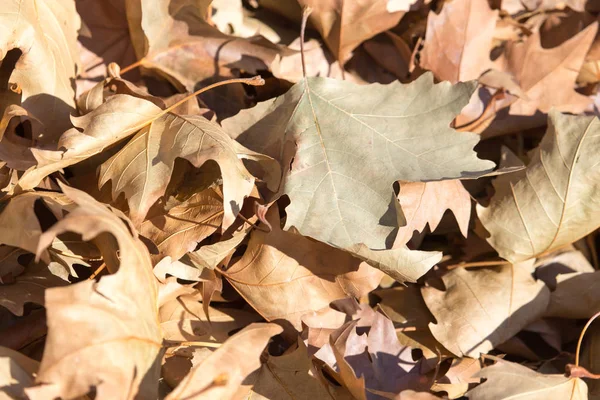 Hojas de otoño en el suelo —  Fotos de Stock