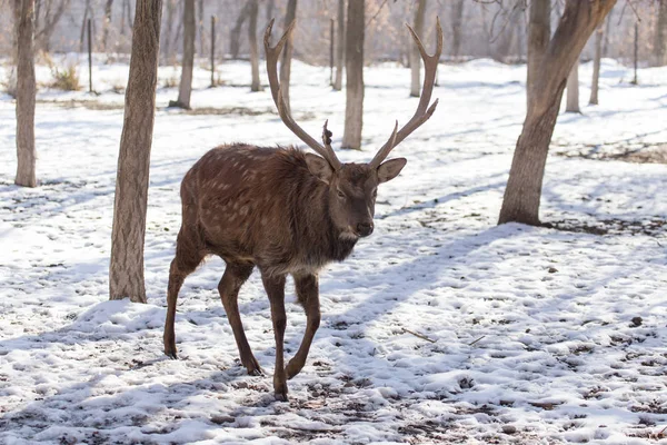 Kışın parkta geyik