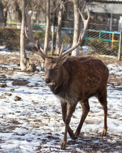 Kışın parkta geyik — Stok fotoğraf