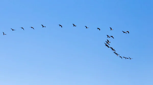 Ένα σμήνος πουλιών που πετούν νότια στον γαλάζιο ουρανό — Φωτογραφία Αρχείου