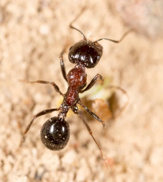 karınca doğada. Makro