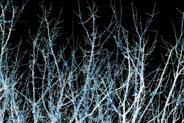 Nackte Äste eines Baumes auf schwarzem Hintergrund — Stockfoto