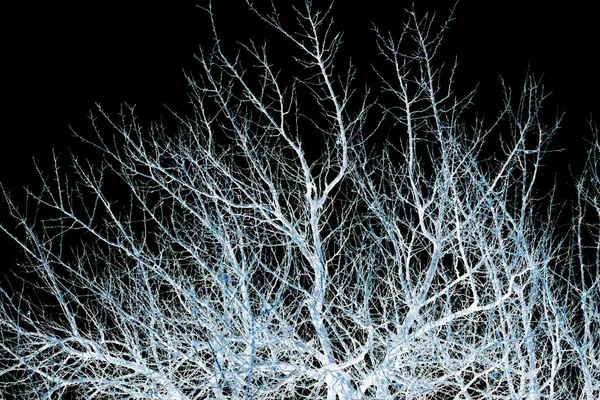 Голі гілки дерева на чорному тлі — стокове фото