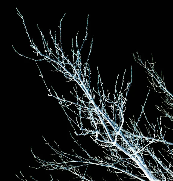 검은 배경에 나무의 맨 가지 — 스톡 사진