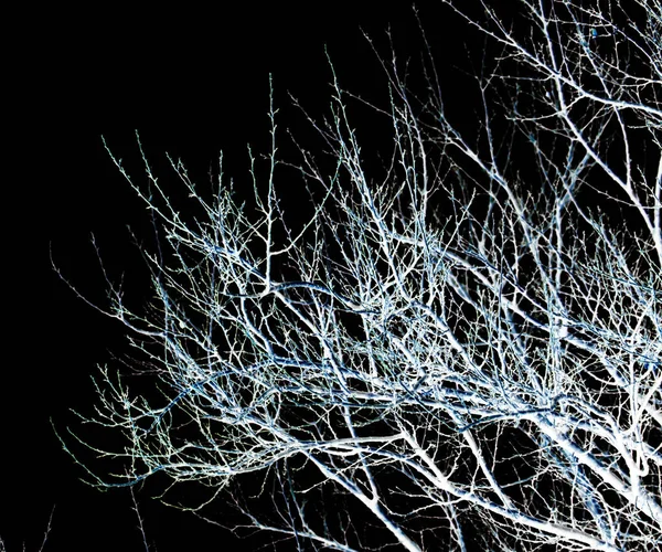 Branches nues d'un arbre sur un fond noir — Photo