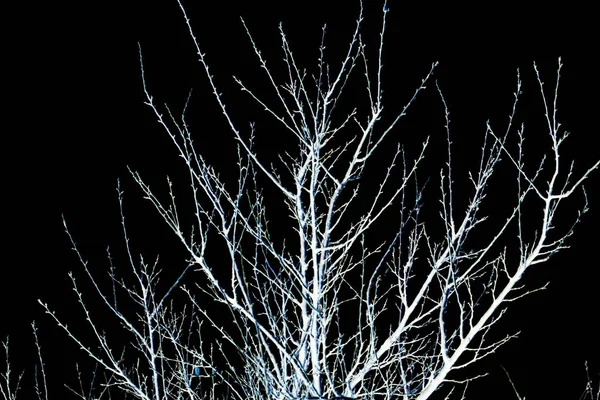 Rami nudi di un albero su uno sfondo nero — Foto Stock