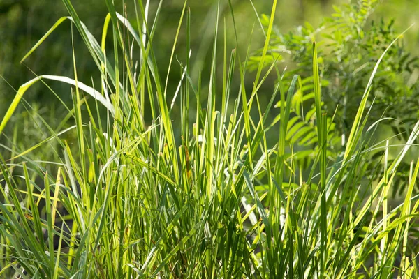 Hierba verde en la naturaleza —  Fotos de Stock