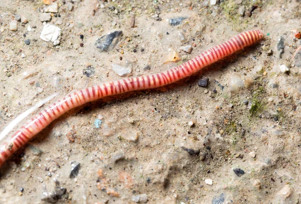 Red worm on the ground. macro — Stock Photo, Image