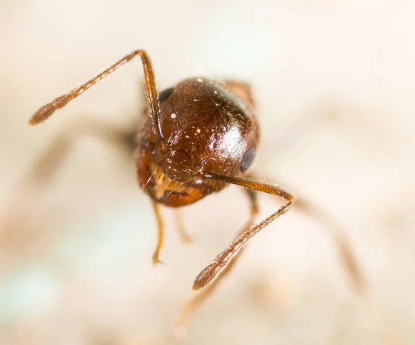 Petite fourmi dans la nature. super macro — Photo