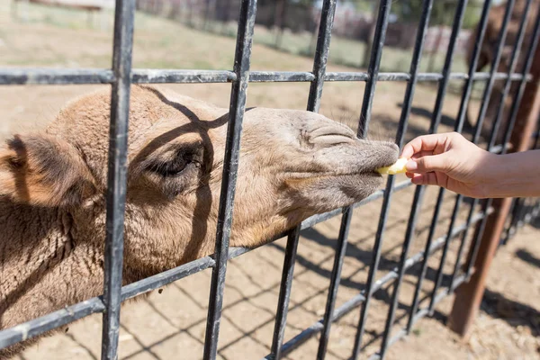 Camel bakom ett staket i zoo — Stockfoto