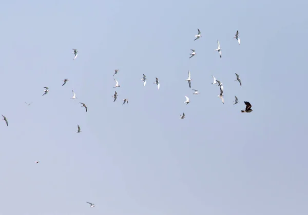 Чайка летит над орлом в небе — стоковое фото