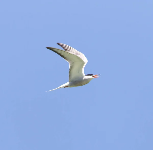 Mås på en bakgrund av blå himmel — Stockfoto