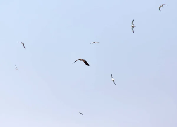 Seagull flying over the eagle in the sky — Stock Photo, Image