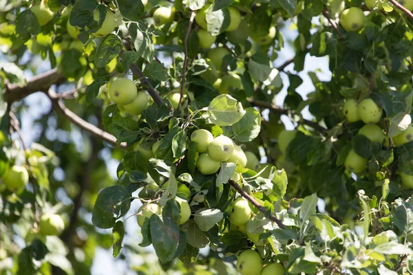 Apples on the tree in nature — Stock Photo, Image