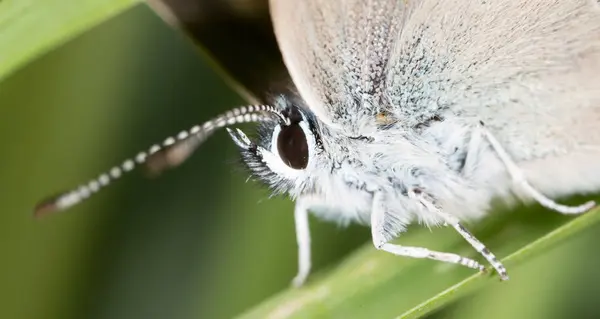 Πεταλούδα στη φύση. μακροεντολή — Φωτογραφία Αρχείου