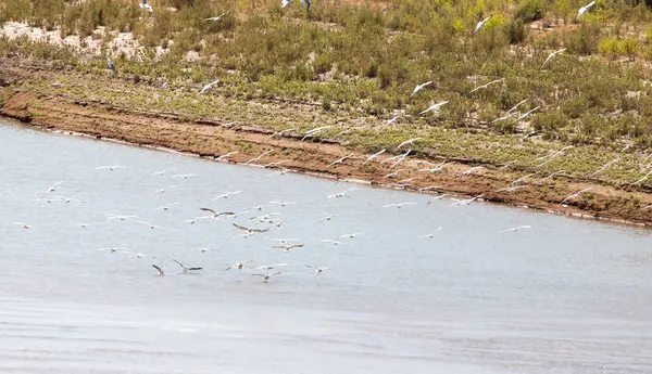 Manada de gaviotas en el río — Foto de Stock