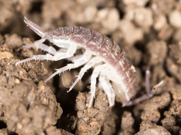 Beetle trä lus i marken. makro — Stockfoto