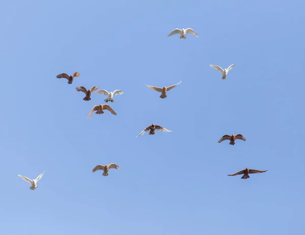 Una bandada de palomas en el cielo azul — Foto de Stock