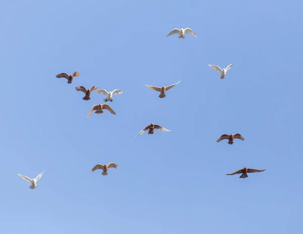 A flock of pigeons in the blue sky Royalty Free Stock Photos