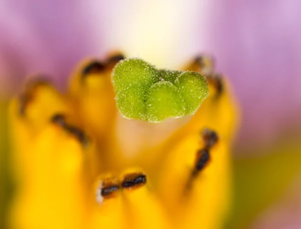 Pestle on a flower. macro — Stock Photo, Image