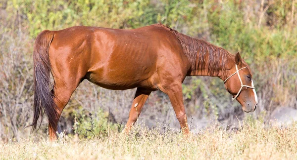 Red horse on nature in autumn — Stock Photo, Image