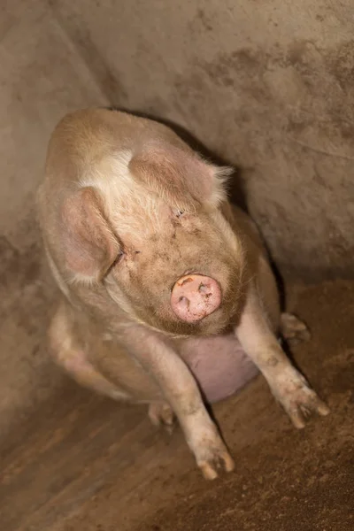 Porträt eines Schweins auf einem Bauernhof — Stockfoto