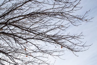 çıplak sabah gökyüzüne karşı bir ağaç dalı