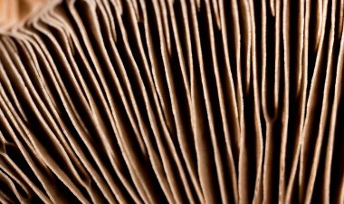 arka plan olarak kap mantar