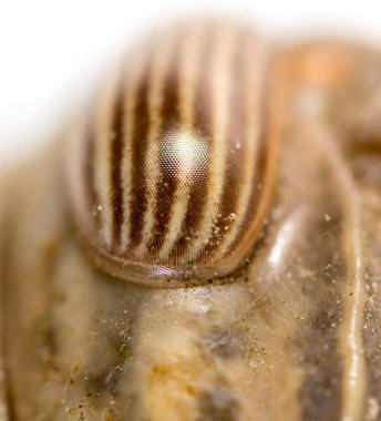 Çekirge gözler. Makro