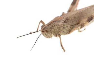 beyaz zemin üzerine çekirge