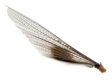 Beyaz bir arka plan üzerinde kanat çekirge