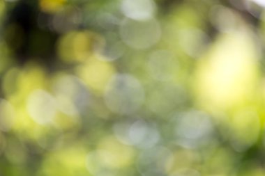 doğanın güzel bokeh