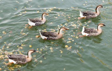 sonbaharda Gölde ördekler bir sürü