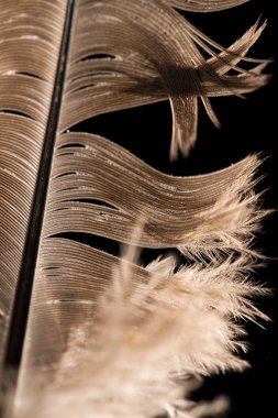 Siyah arkaplanda tüy