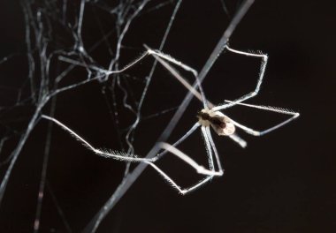 Örümcek Web. Makro