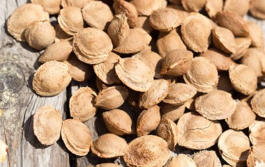 arka plan olarak kayısı fındık