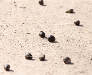 doğa üzerinde bok koyun