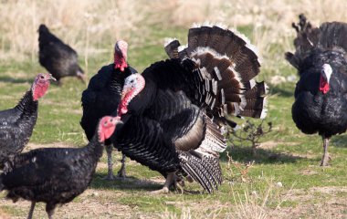 çiftlik Türkiye'nin açık havada