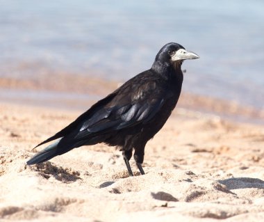 kum üzerinde kara karga