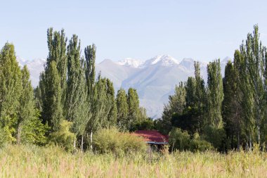uzun kavak niteliğine