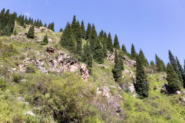 Yazın dağlarda güzel bir Noel ağacı