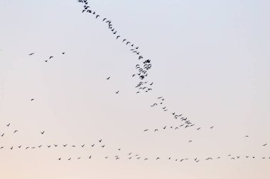 Gün batımında bir kuş sürüsü