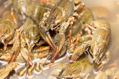 Arka plan olarak suda yaşayan kerevit